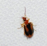 Ground beetle (<em>Lebia solea</em>)