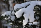 snow on spruce