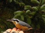 Red-breasted nuthatch