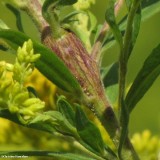 Goldenrod gall made by a Tortricid moth