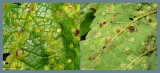 Galls on hackberry leaves (<em>Celtis occidentalis</em>)