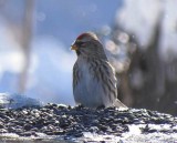 Common redpoll