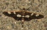 Grape-Leaf-folder (Desmia funeralis), #5159