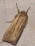 Phragmites wainscot (Leucania phragmitidicola), #10444