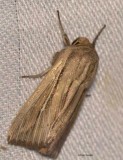 Phragmites wainscot (<em>Leucania phragmitidicola</em>), #10444