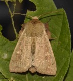 Ursula wainscot (Leucania ursula), #10461