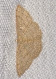 Common Tan Wave (<em>Pleuroprucha insulsaria</em>), #7132