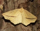 Yellow Slant-Line (Tetracis crocallata), #6963