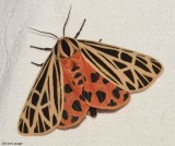 Ornate or Virgin Tiger Moth (Grammia virgo), #8197