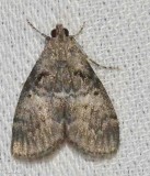 Maple Webworm Moth (Pococera asperatella), #5606
