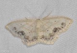 Large lace-border (Scopula limboundata), #7159