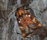 Northern burdock borer (Papaipema arctivorens), #9471