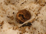 Stashed walnut