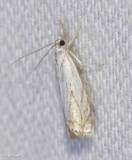 Leafroller moth (Tortricid)