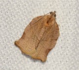 Omnivorous leafroller moth (<em>Archips purpurana</em>), #3658