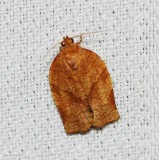 Oblique-banded leafroller (<em>Choristoneura rosaceana</em>), #3635