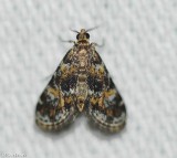 Waterlily Leafcutter Moth (<em>Elophila obliteralis </em>), #4755