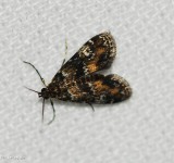Waterlily Leafcutter Moth (Elophila obliteralis ), #4755