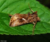 Common looper (Autographa precationis), #8908