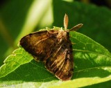 Gypsy moth (Lymantria dispar) male, #8313