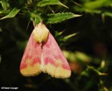 Primrose moth (<em>Schinia florida</em>), #11164