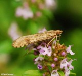A micro moth