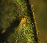 Oleander aphid (<em>Aphis nerii</em>)