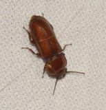 Long-horned beetle (<em>Neandra brunnea</em>)