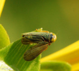 Leafhopper (<em>Coelidia olitoria</em>)