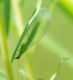 Green Lacewing (<em>Chrysoperla</em>)