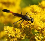 Thread-waisted wasp (Ammophila procera)