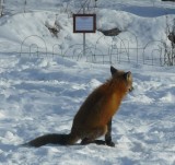 Red fox