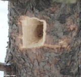 Pileated Woodpecker work