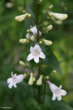 Hairy beard-tongue (<em>Penstemon hirsutus</em>)