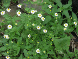 Feverfew (<em>Chrysanthemum parthenium</em>)