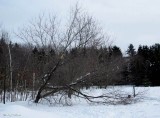 Damaged tree