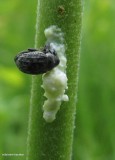 Milkweed weevil on milkweed stem