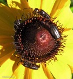 Blister beetles (<em>Nemognatha nemorensis</em>)