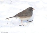 Dark-eyed junco