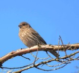 House finch, female