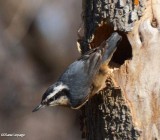 Red-breasted nuthatch