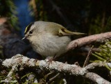 Golden-crowned Kinglet