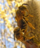 Andrenid bees, mating on a willow catkin
