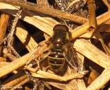 Hover fly (<em>Eristalis</em>)