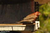 House Finch, male