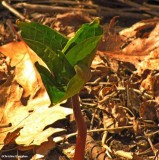 Bloodroot (<em>Sanguinaria canadensis</em>)