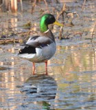 Mallard, male