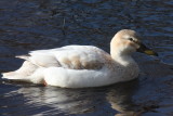 Leucistic Mallard - Jenneys Mill Pond, Plymouth, MA - January 17, 2013  [4 of 6]