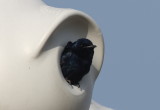 Purple Martin male in gourds at DWWS - Marshfield, MA - April 15, 2013 - my first of year
