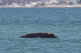 Right Whale off Duxbury Beach, MA -April 27, 2013 [1 of 4]